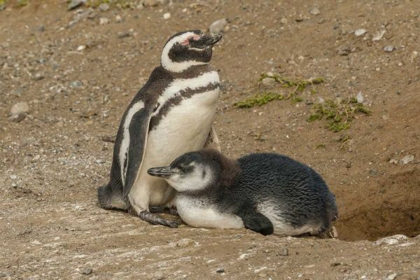 Chile, Patagonia, Magellanic penguin and chick